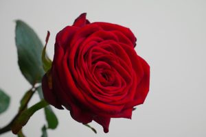 Una rosa rossa. In psicosintesi la rosa simboleggia il Sé transpersonale e rappresenta la nostra fioritura interiore.