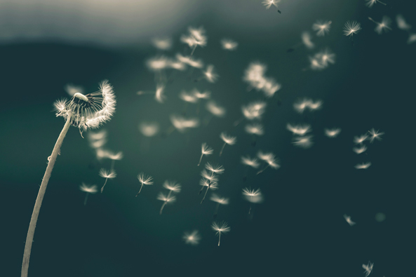 Polline primaverile che può scatenare allergie, con un'alimentazione sana e la macrobiotica è possibile ridurre i sintomi allergici.